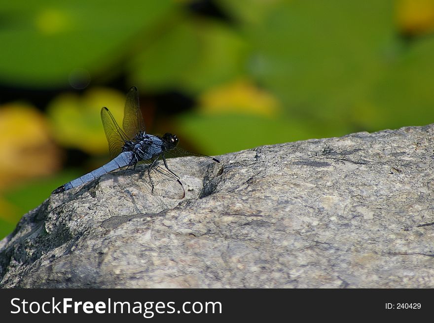 Blue dragonfly on a rock