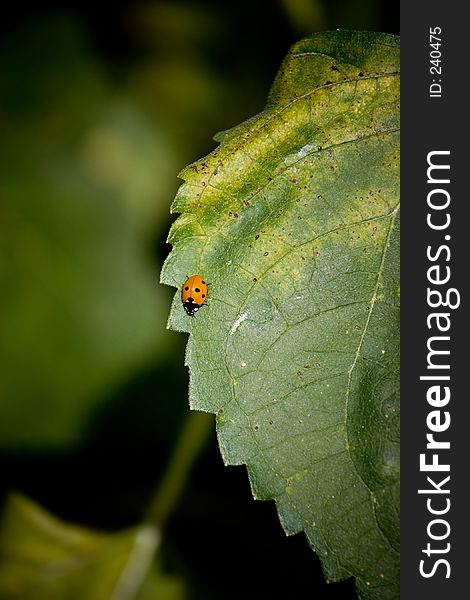 Lady bug on leaf