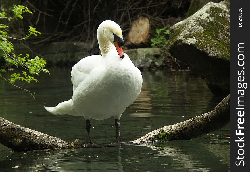 Swan in Water
