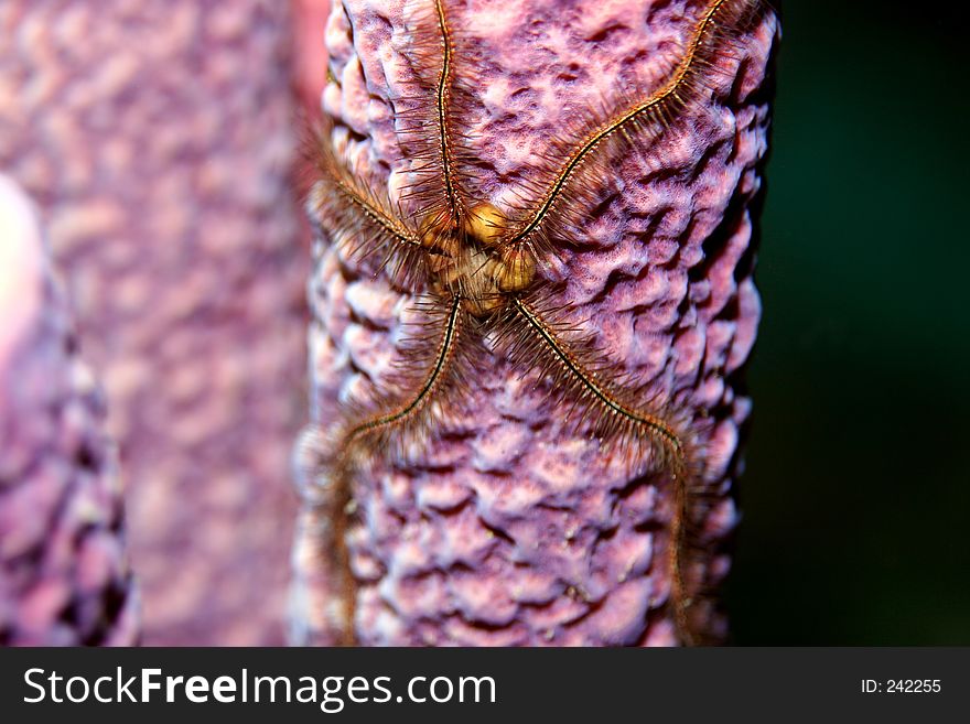 Brittle starfish on a purple tube sponge