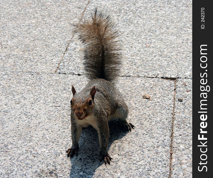Squirrel in the streets of Washington