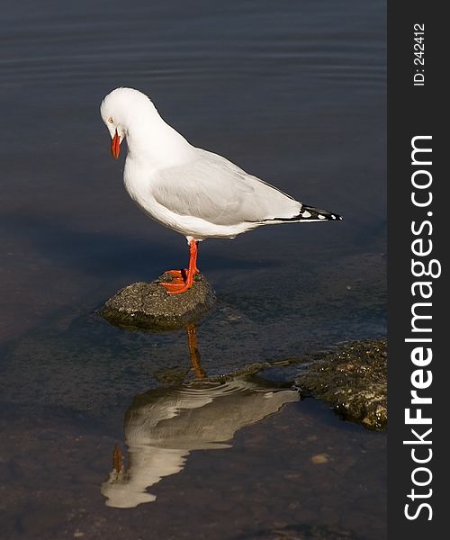 A Seagull perched on a lake watching itself in a reflection. A Seagull perched on a lake watching itself in a reflection.