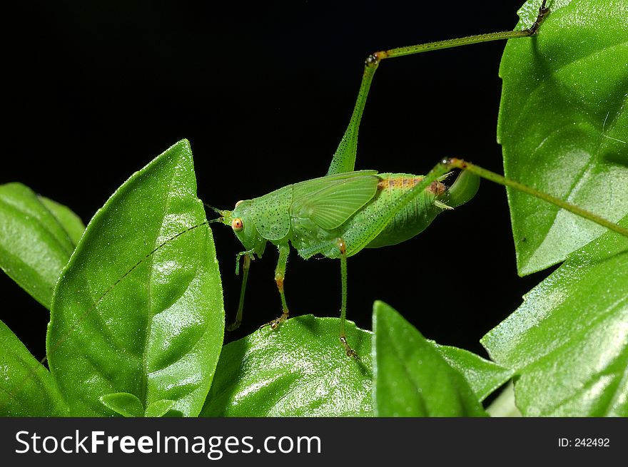 An insect walking on leaves. An insect walking on leaves