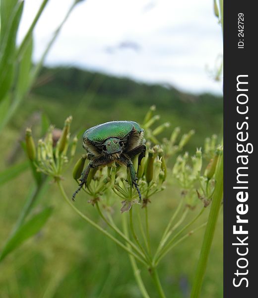 May Beatle (summer reserve Russian nord)