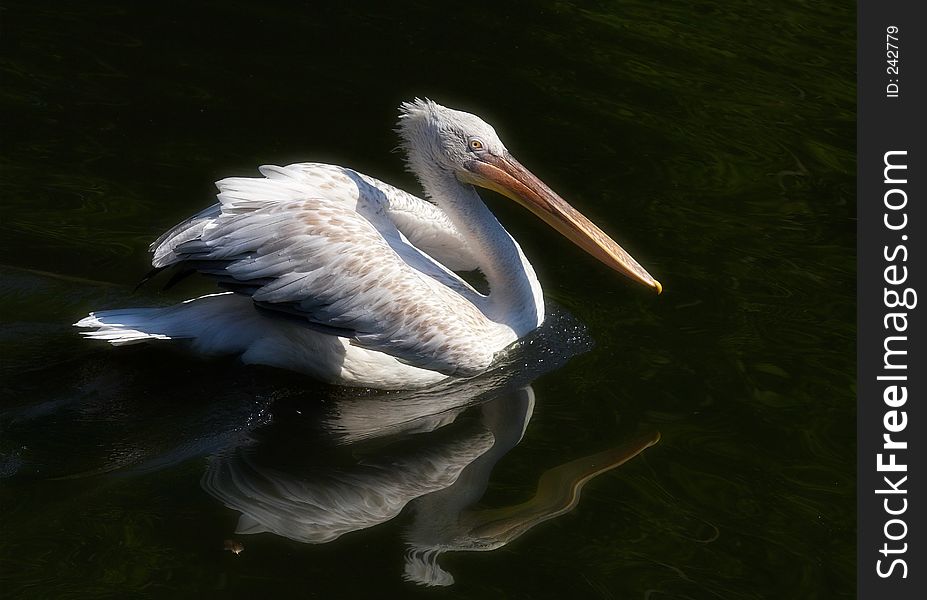 The pelican on walk in a midday sun