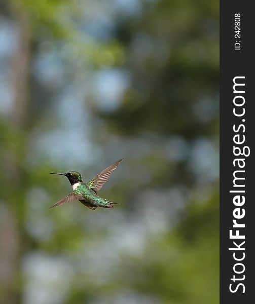 Hummingbird at the feeder