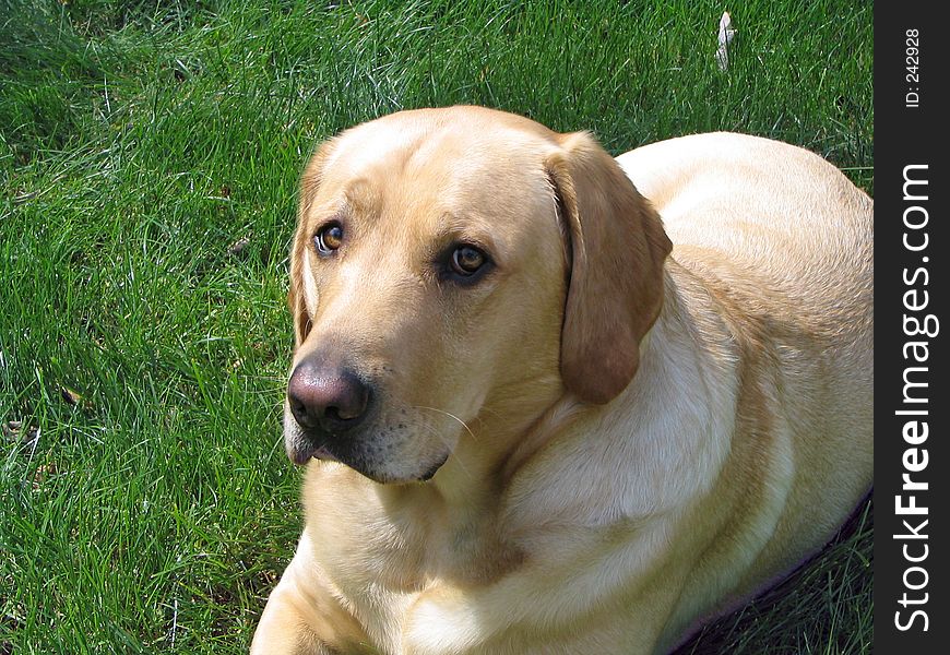 Yellow Lab Looking at Camera