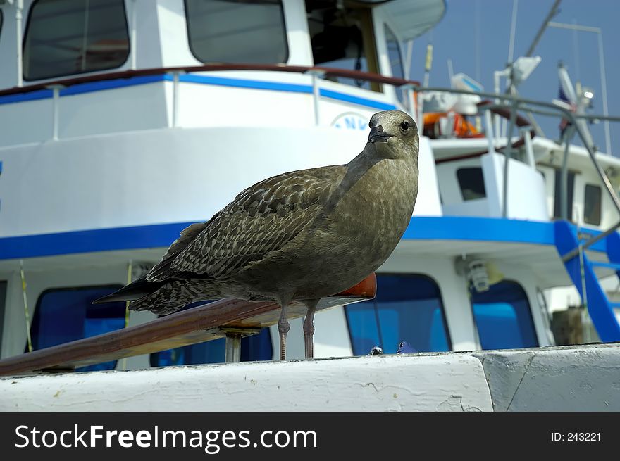 Pirched Seagull