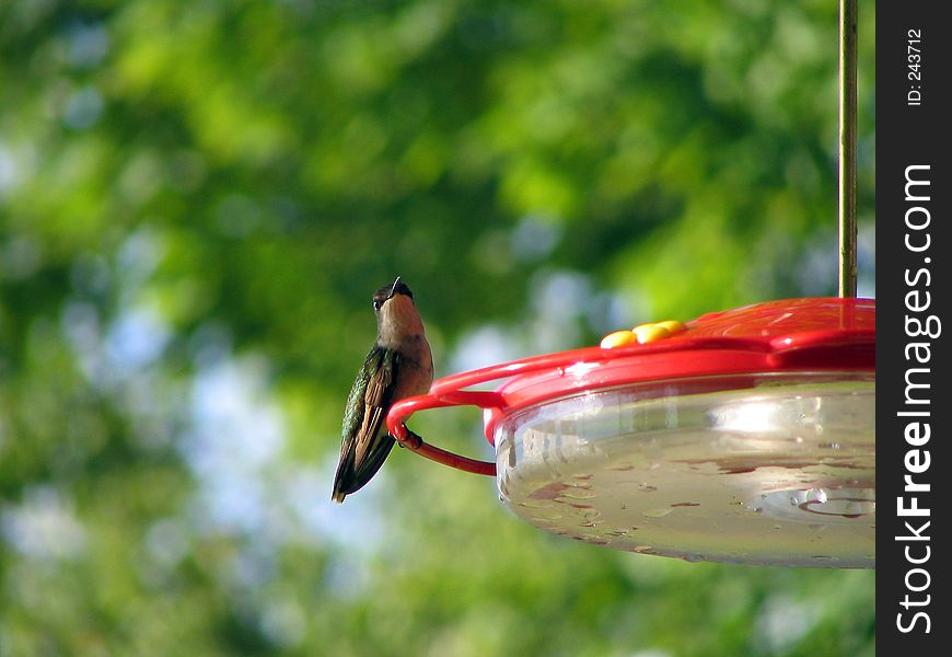 Closeup shot of female ruby throat hummingbird on feeder. Closeup shot of female ruby throat hummingbird on feeder.
