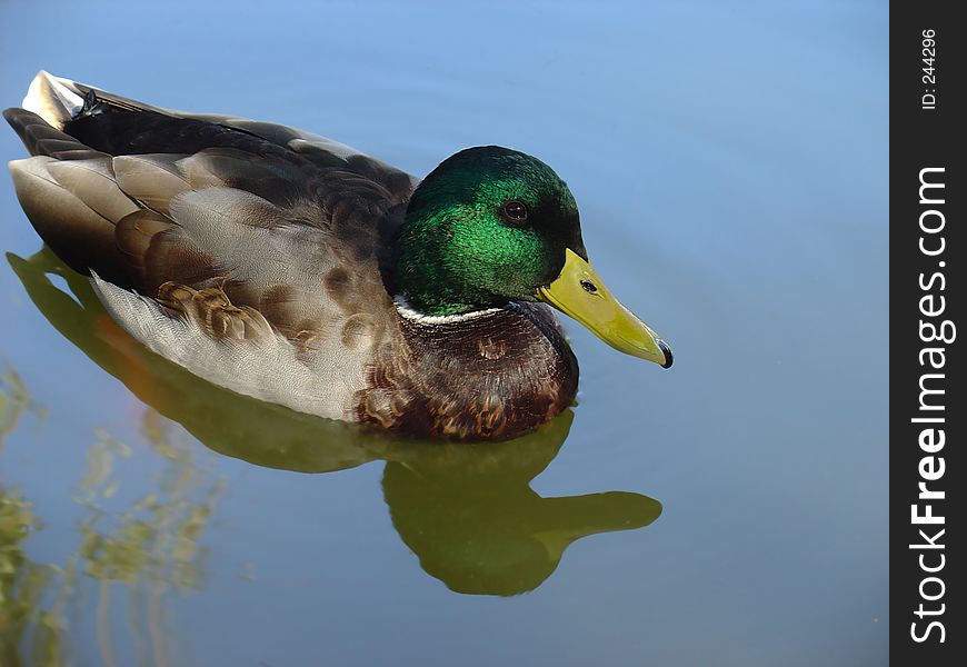 Wild duck swimming in pond