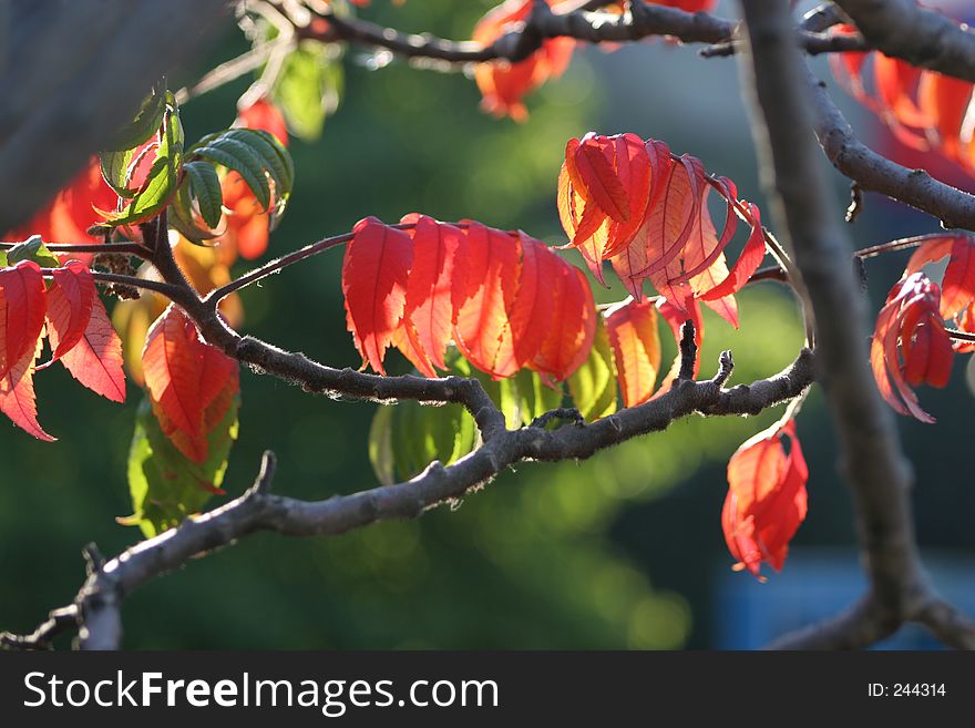 Autumn Leaves