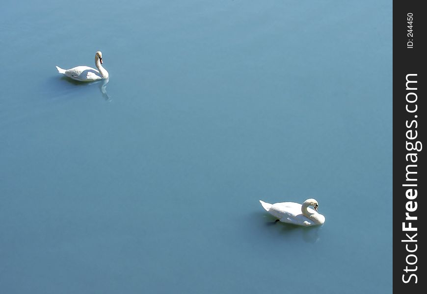 A pair of swans swimming. A pair of swans swimming