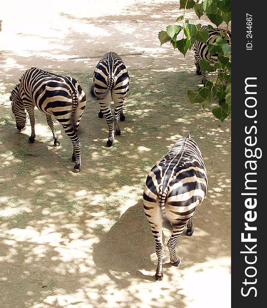 A group of zebras feeding from behind. A group of zebras feeding from behind