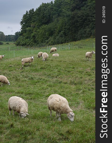 Sheep Landscape