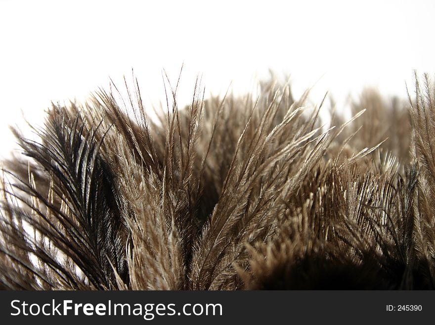 Ostrich feathers