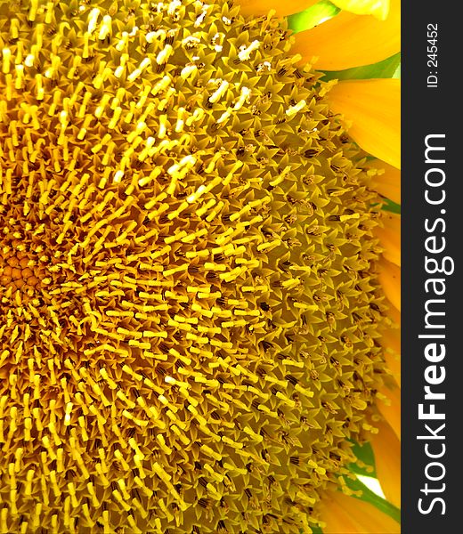 Closeup of a bright yellow sunflower. Closeup of a bright yellow sunflower.