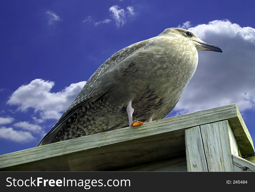 Bird Pirched on a Wooden Railing. Bird Pirched on a Wooden Railing