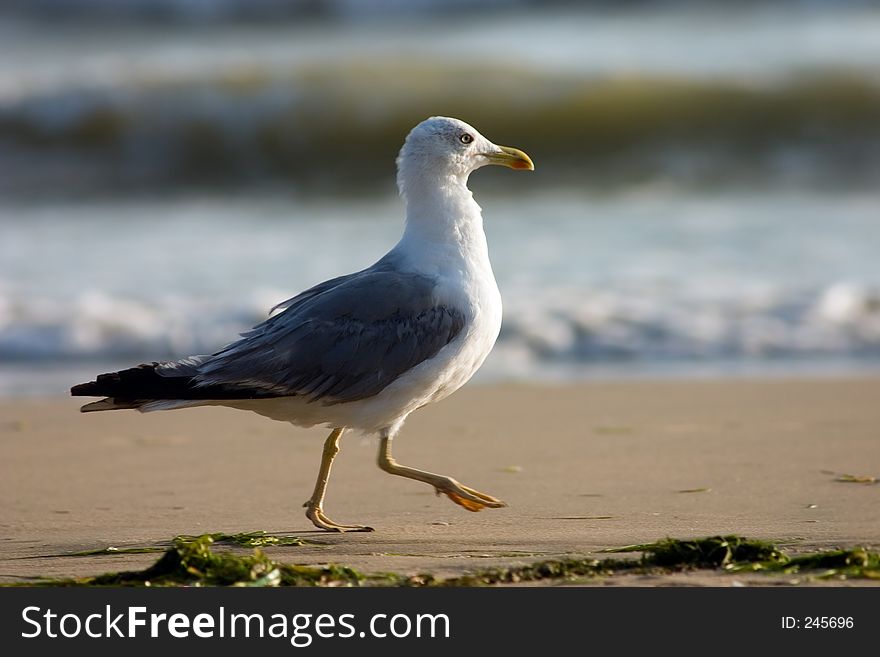 Seagull on the beach. Seagull on the beach