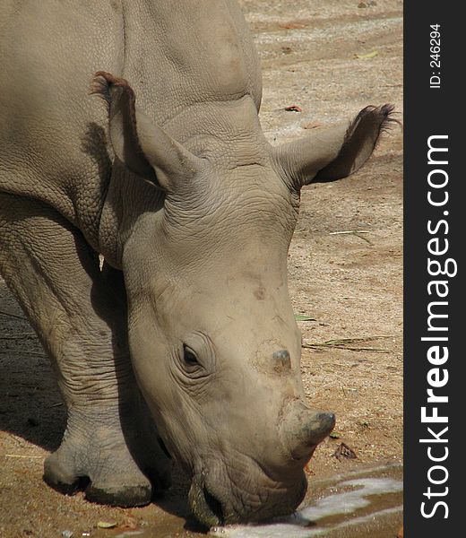 White rhinoceros drinking water