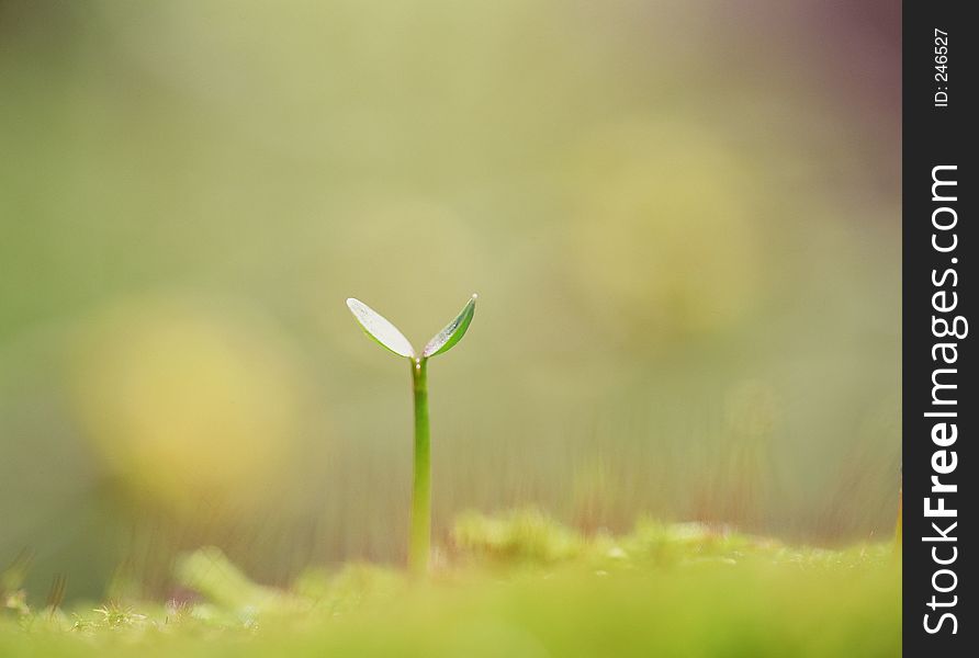 Water Drop Image