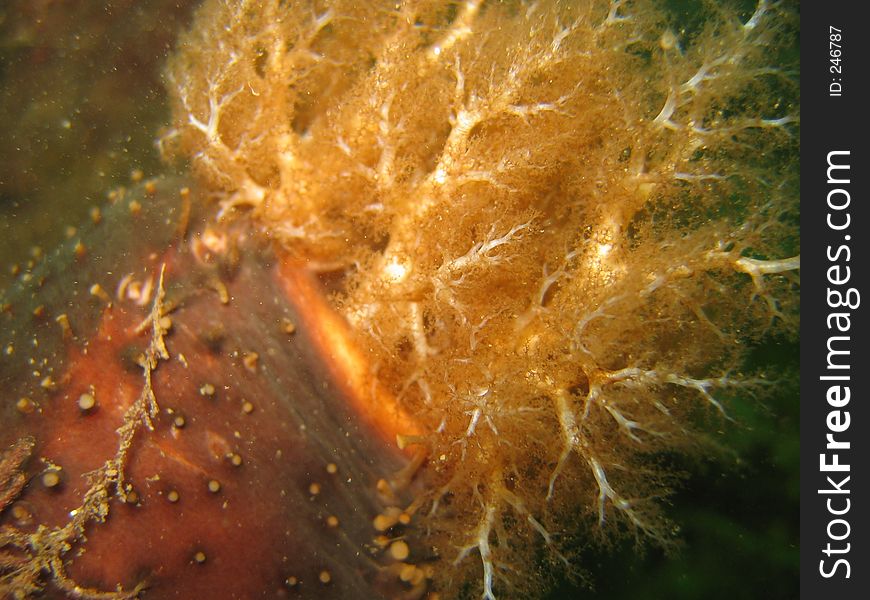 Sea cucumber macro from side view