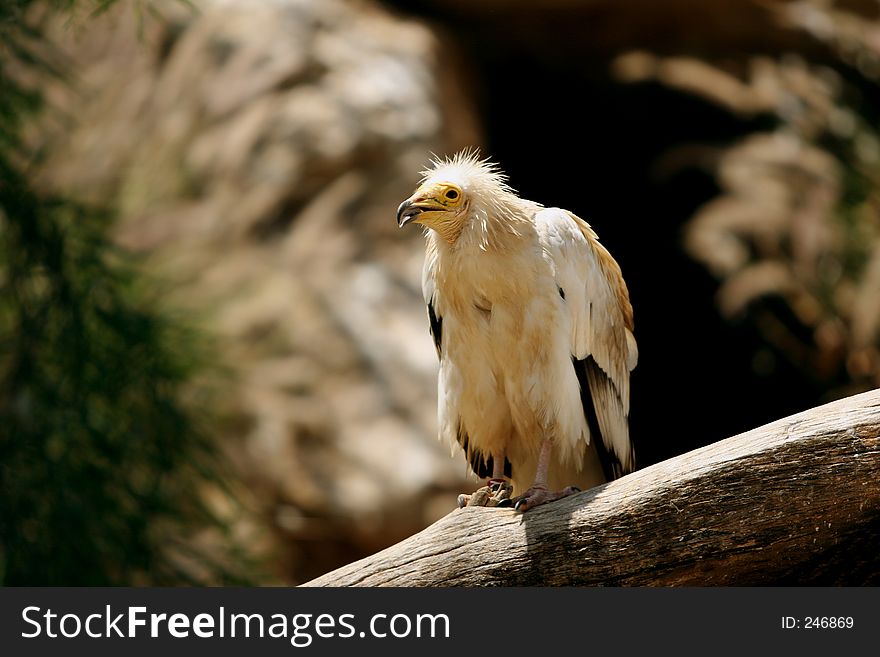 Eagle From The Biblical Zoo in Jerusalem