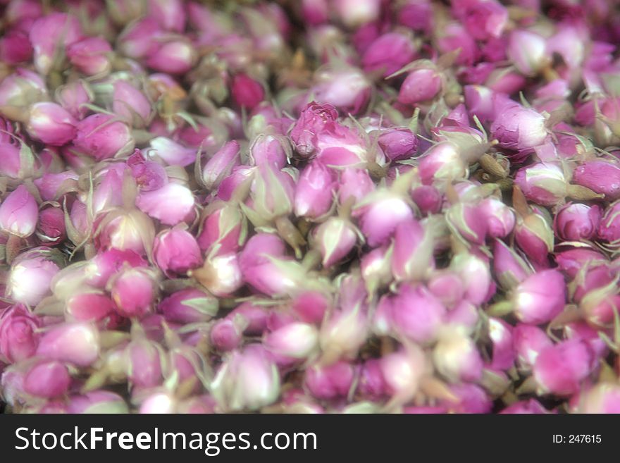 Dreamy rosebud background