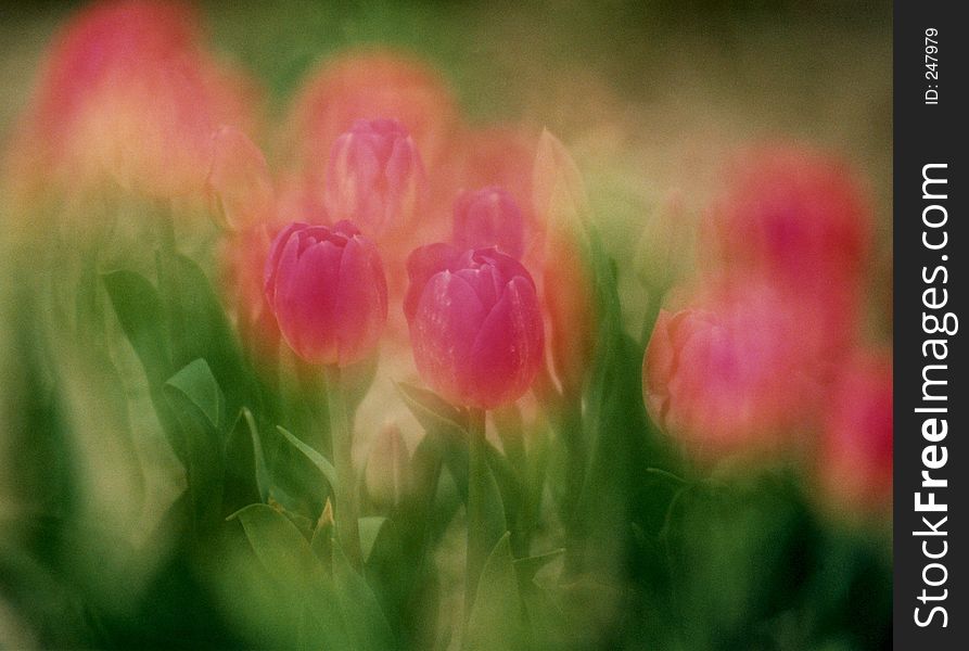 As taken at the Skagit Valley Tulip Festival.I used Slide film and a soft filter for the effect. As taken at the Skagit Valley Tulip Festival.I used Slide film and a soft filter for the effect.