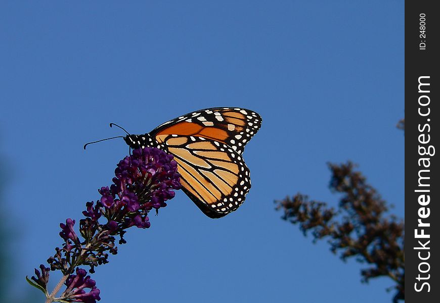 Monarch Butterfly. Monarch Butterfly
