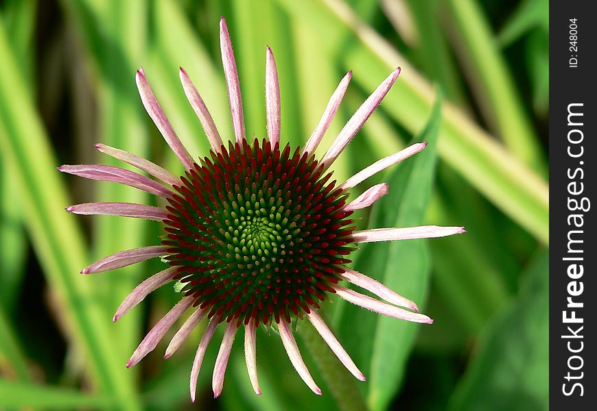 Echinacea. Echinacea