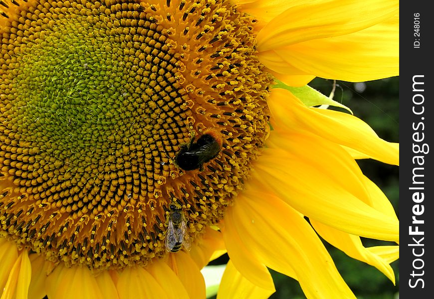 Bee and sunflower 3