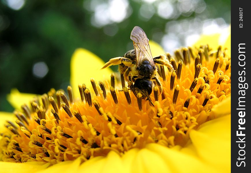 Bee is collecting nectar. Bee is collecting nectar