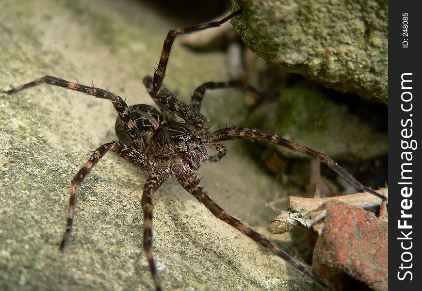 Fisher Spider. Fisher Spider