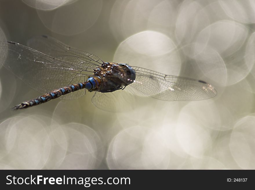 Dragonfly flying over shiny water. Dragonfly flying over shiny water