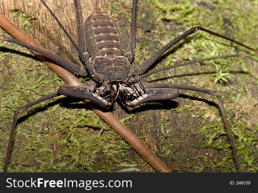 One scary large insect from the Ecuadorian jungle. One scary large insect from the Ecuadorian jungle