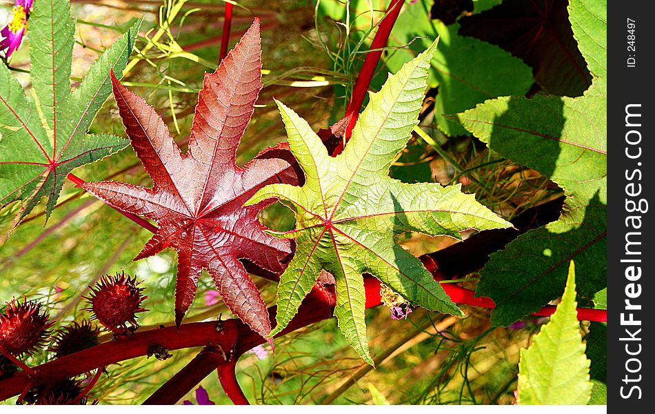 Red and green leafs