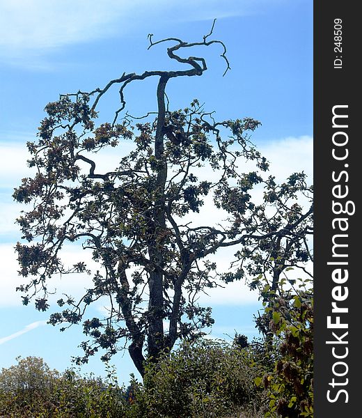 Artistically turned branches render form and beauty to this tree as seen from the Swan Lake Nature Sanctuary, Victoria BC Canada. Artistically turned branches render form and beauty to this tree as seen from the Swan Lake Nature Sanctuary, Victoria BC Canada.