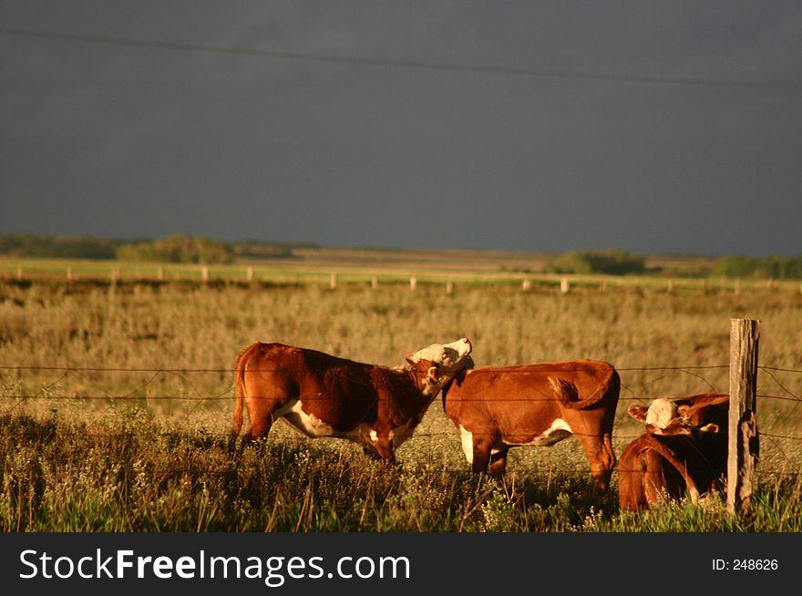 The end of a summer storm combined with the last of the days light to provide beautiful light on these calves. The end of a summer storm combined with the last of the days light to provide beautiful light on these calves.