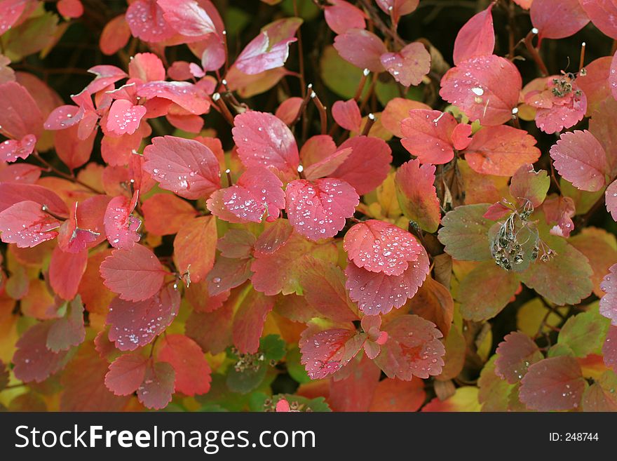 Tree in autumn colors. Tree in autumn colors