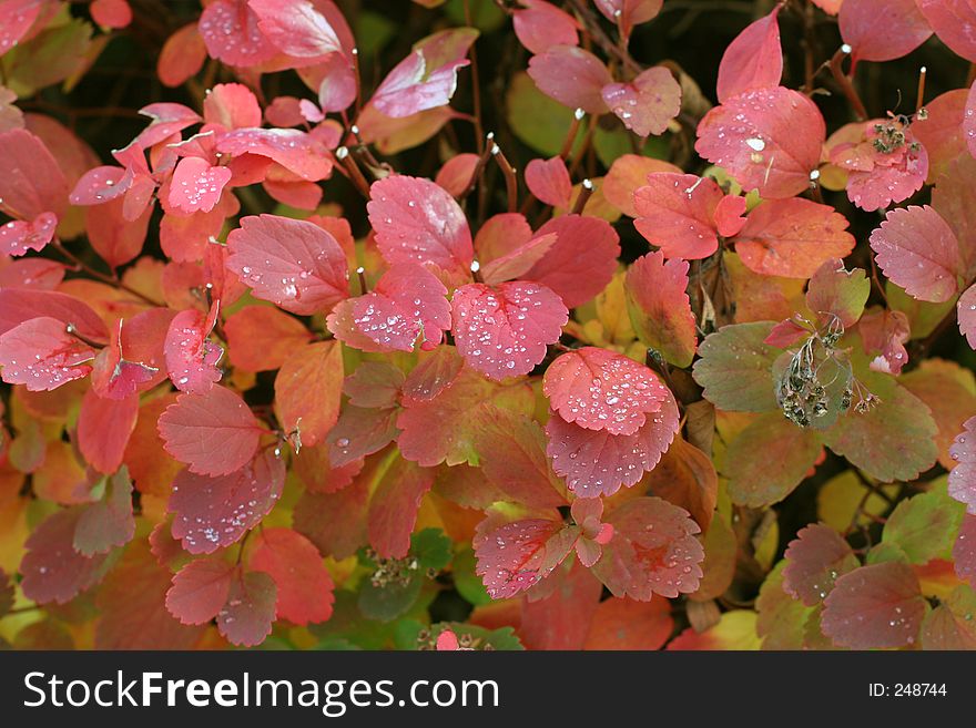 Autumn Leaves