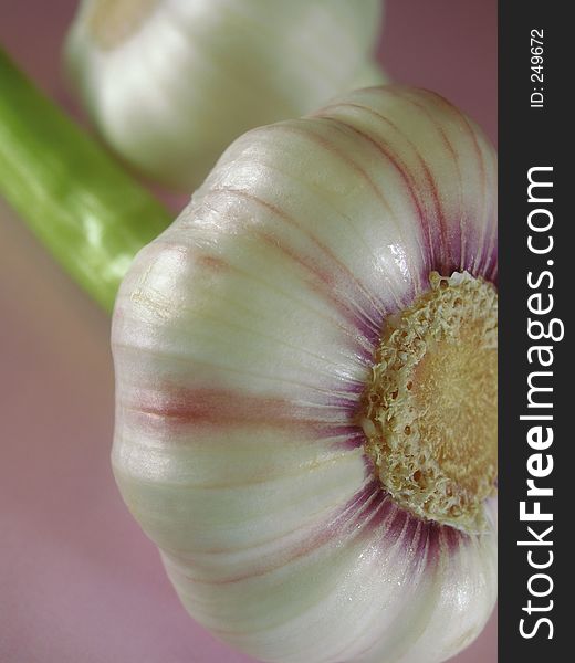 Close-up studio shot of fresh garlic bulb. Close-up studio shot of fresh garlic bulb