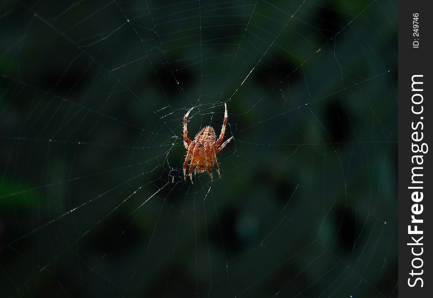 Orb Weaver Spider. Orb Weaver Spider