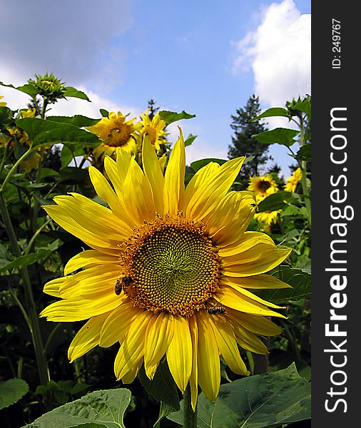 Field of sunflowers with blue sky