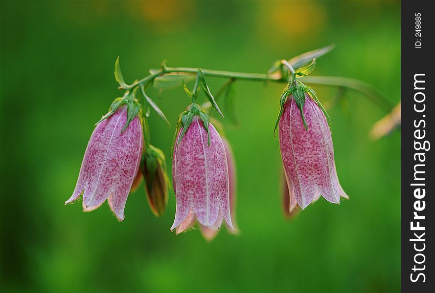 Wild Flowers Image