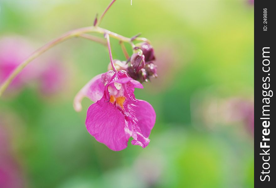 Wild Flowers