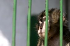 Monkey Contemplating Life Behi Royalty Free Stock Images
