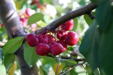 Cherries On A Branch Royalty Free Stock Images Cherries On A Branch Royalty Free Stock Images