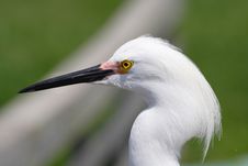 Great Egret Head Royalty Free Stock Image