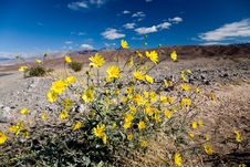 Desert Sunflower Stock Photography Desert Sunflower Stock Photography