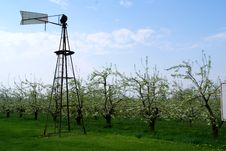Apple Tree Flowers Royalty Free Stock Photography Apple Tree Flowers Royalty Free Stock Photography